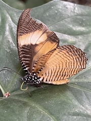 Elymnias bammakoo