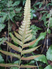 Anisocampium sheareri