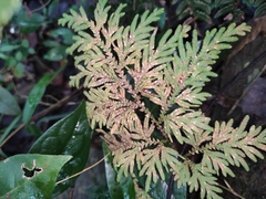 Selaginella moellendorffii