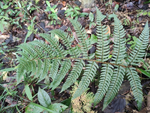 Dryopteris fuscipes iNat (1)