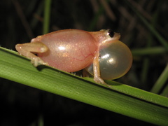 Scinax fuscomarginatus