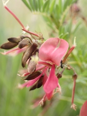 Indigofera hedyantha