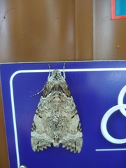 Pseudosphinx tetrio