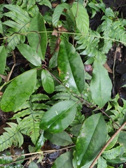 Gardneria multiflora