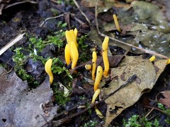 Clavulinopsis helvola