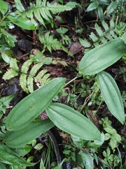 Smilax glabra