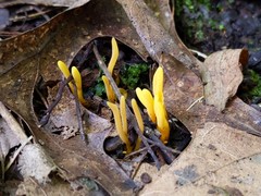 Clavulinopsis helvola