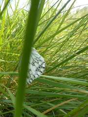 Melanargia