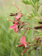 Indigofera hedyantha