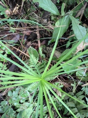 Carex maubertiana