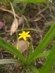 Hypoxis decumbens