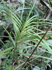 Carex maubertiana