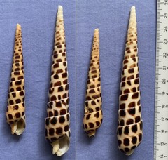 Terebra subulata