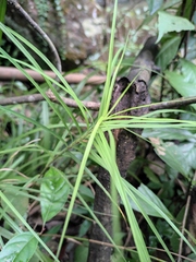 Carex maubertiana
