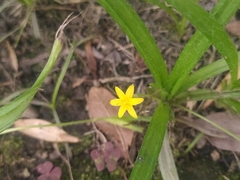 Hypoxis decumbens