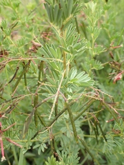 Indigofera hedyantha