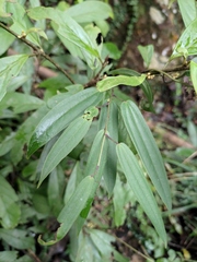 Dioscorea cirrhosa