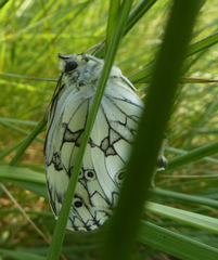 Melanargia
