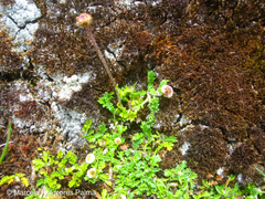 Plagiocheilus frigidus