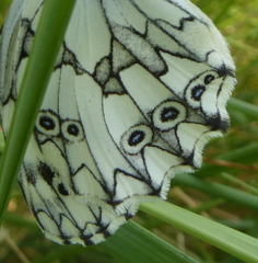 Melanargia
