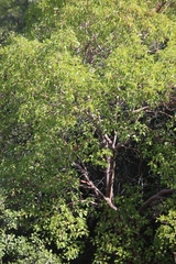 Arbutus andrachne
