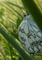 Melanargia