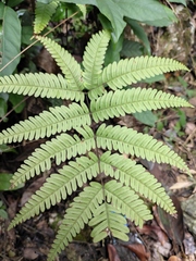 Pteris fauriei