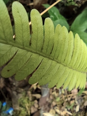 Pteris fauriei