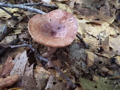 Lactarius quietus incanus