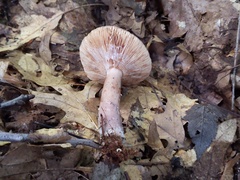 Lactarius quietus incanus