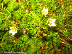 Gentianella limoselloides