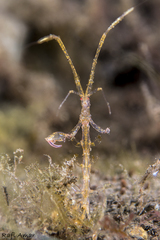 Protella