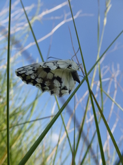 Melanargia