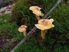 Cantharellus appalachiensis