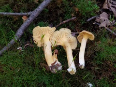 Cantharellus appalachiensis