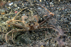 Lupocyclus philippinensis