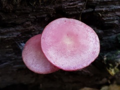 Callistosporium purpureomarginatum