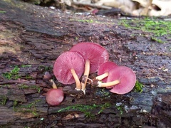 Callistosporium purpureomarginatum