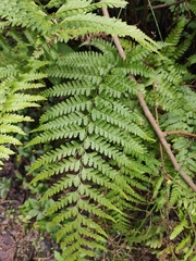 Microlepia pseudostrigosa