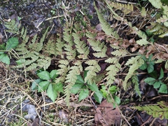 Microlepia pseudostrigosa