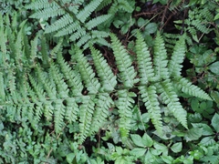 Microlepia pseudostrigosa