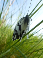 Melanargia