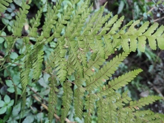 Microlepia pseudostrigosa