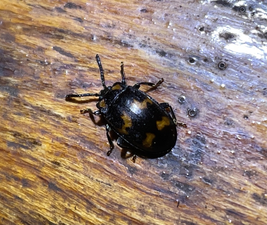 Chetryrus