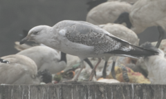 Larus