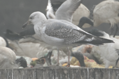 Larus