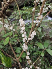 Oreocnide frutescens