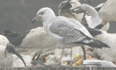 Larus