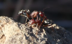 Camponotus feae