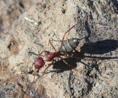 Camponotus feae